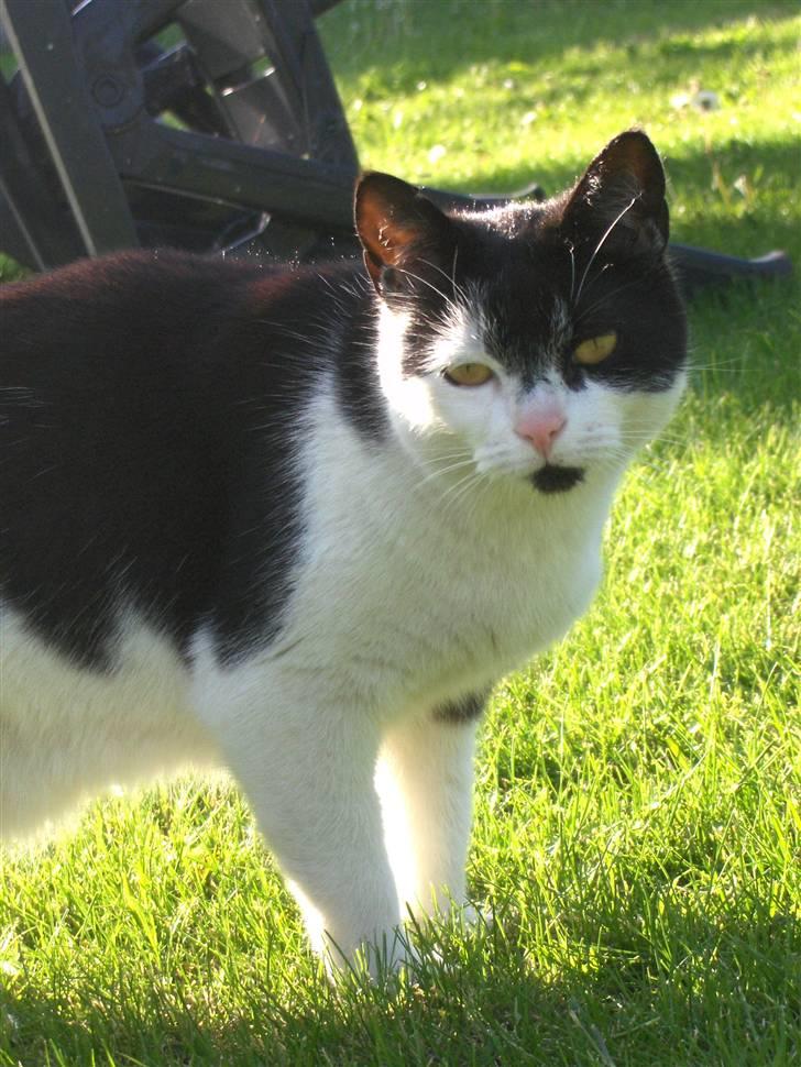 Blanding af racer lotte billede 11