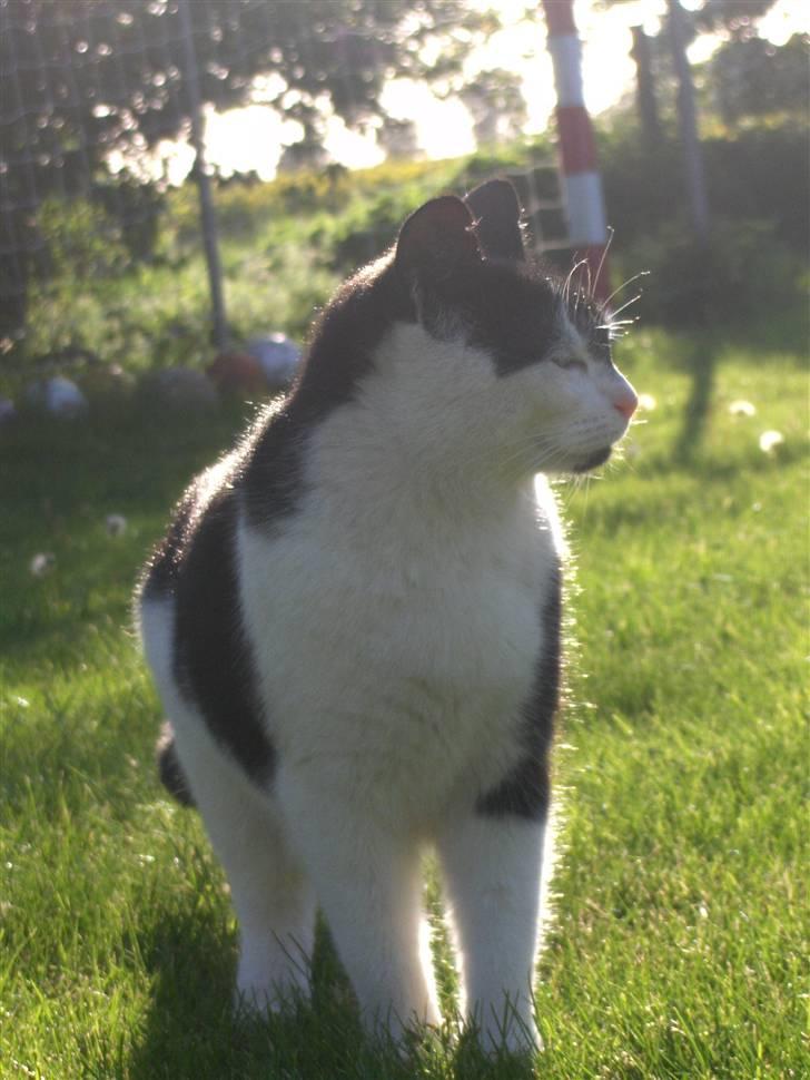 Blanding af racer lotte billede 12