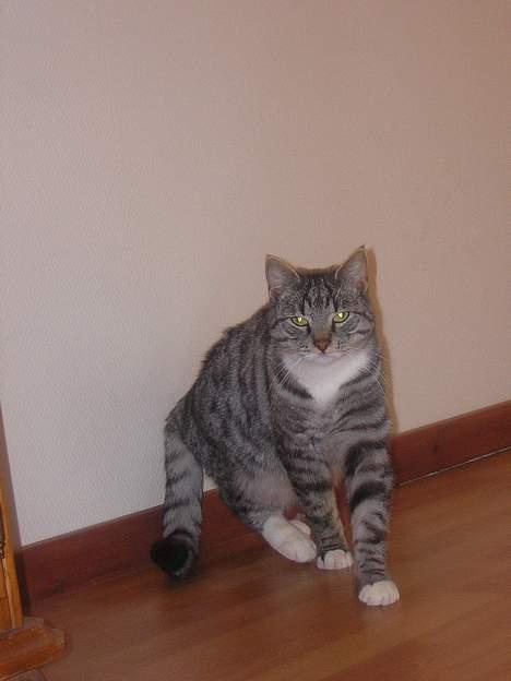 Blanding af racer Anna billede 10