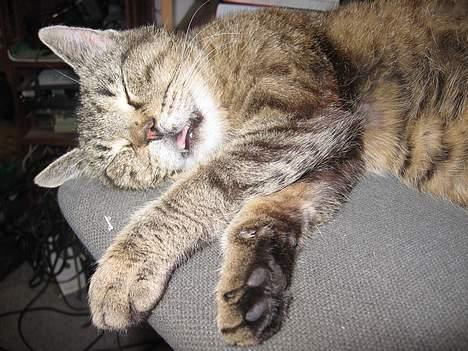 Huskat Snøfte *Død* billede 9