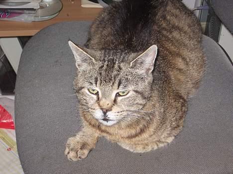 Huskat Snøfte *Død* billede 10