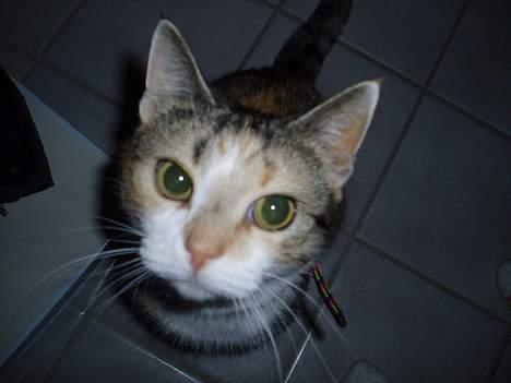 Huskat Rise - Hej alle sammen! kan i alle se mig?  billede 1