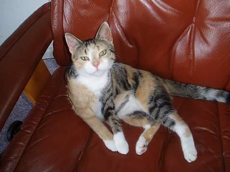 Huskat Rise - Er jeg ikke bare dejlig? (: billede 2