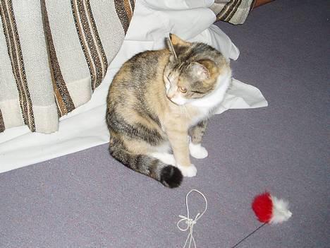 Huskat Rise - Hvad var det for en lyd?! billede 3