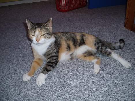 Huskat Rise - det har været en lang dag, endelig hjemme og slappe af. billede 4