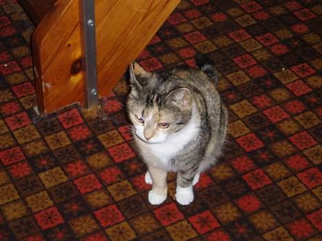 Huskat Rise - Åbner de ikke snart den dør? vil gerne ud. billede 5