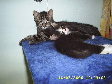 Huskat theis - se lige hvem jeg ligger med xb billede 11