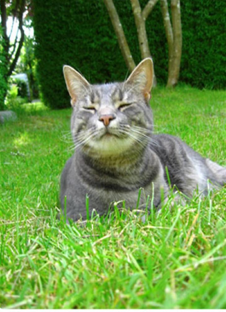 Huskat Malou billede 1