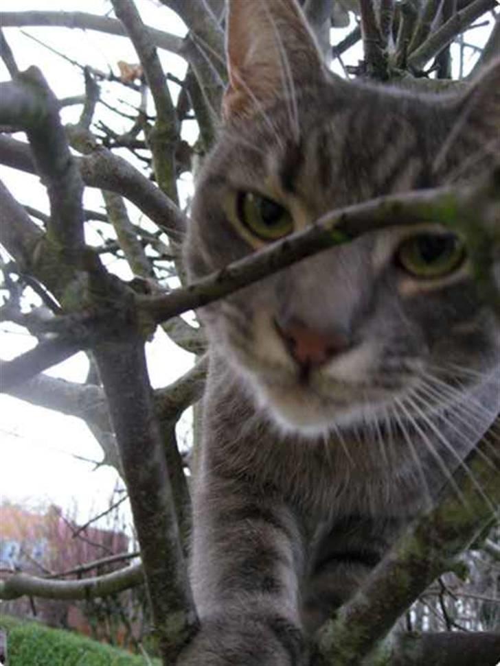 Huskat Malou - Kommer kamaret frem ude i haven, er Malou straks oppe i et træ og "viser" sig frem billede 2