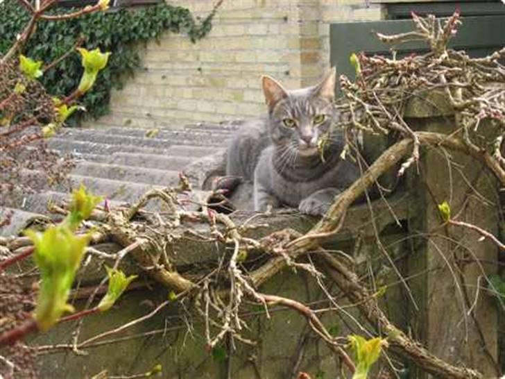 Huskat Malou billede 3