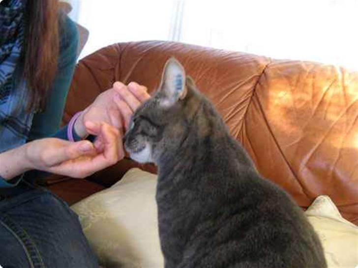 Huskat Malou - Jeg er flyttet hjemme fra, og hver gang jeg kommer hjem til mine forældre slikker Malou mine hænder og sidder tungt på mig indtil jeg tager hjem billede 4