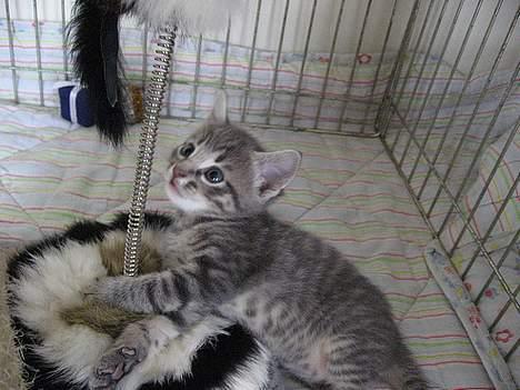 Huskat Malou - Baby Malou billede 5