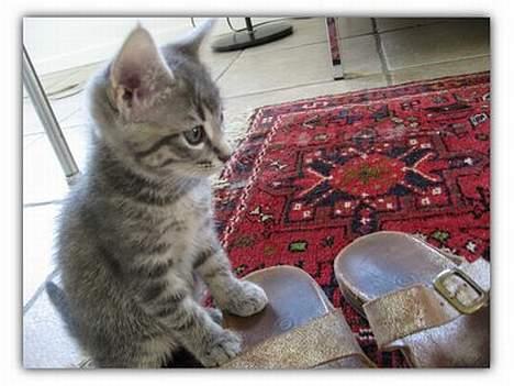 Huskat Malou - Baby Malou billede 6