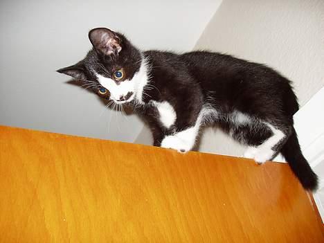 Huskat Kitler - Det er lidt farligt. billede 11
