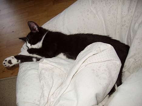 Huskat Kitler - Hmm, det er da en god stol. billede 12