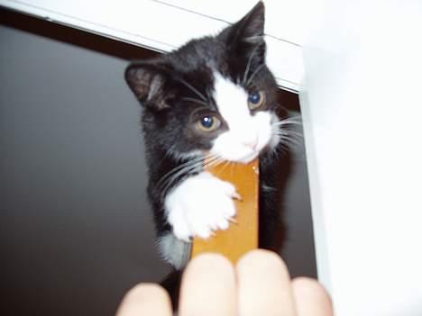 Huskat Ozzi - det er bare en dejlig dør. billede 13