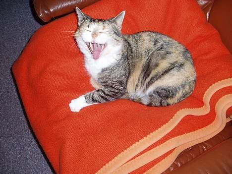 Huskat Rise - *GaaaB* Kunne måske trænge til en lille lur? billede 6