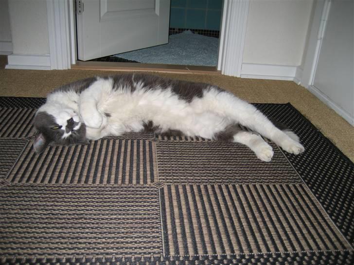 Huskat Simba - :D<3 billede 18