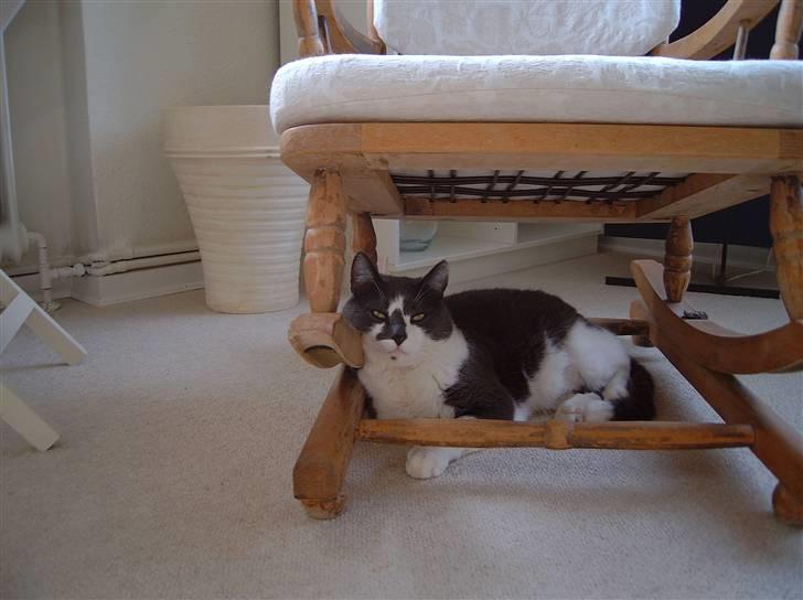 Huskat Simba - Under gyngestolen :b billede 19