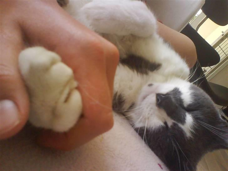 Huskat Simba - simba vil så gerne holde i hånd : ) <33333 billede 20