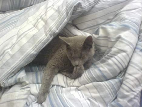 Huskat Alfred billede 1