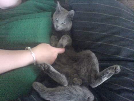 Huskat Alfred billede 2