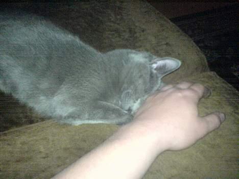 Huskat Alfred billede 3