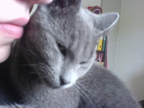 Huskat Alfred billede 4