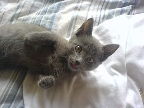 Huskat Alfred billede 5