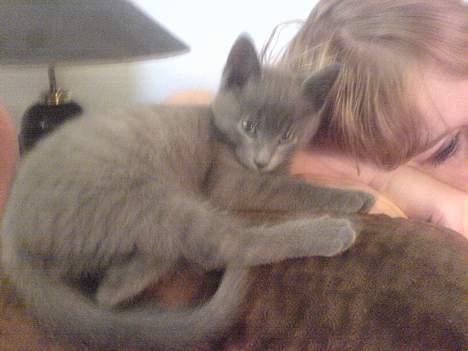 Huskat Alfred billede 6