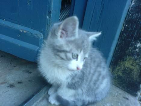 Huskat Freja billede 1