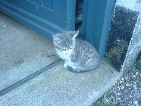 Huskat Freja billede 2