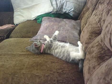 Huskat Freja billede 6