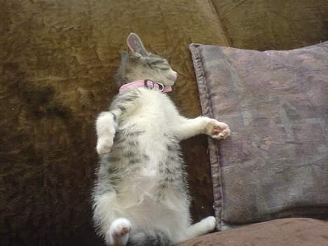 Huskat Freja billede 7