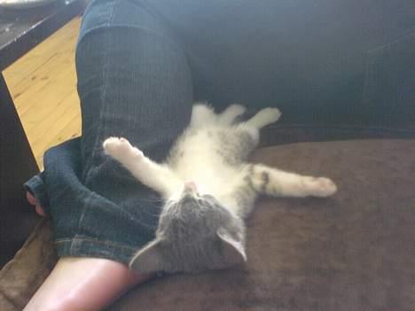 Huskat Freja billede 8