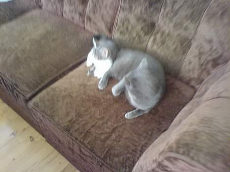 Huskat Freja billede 9