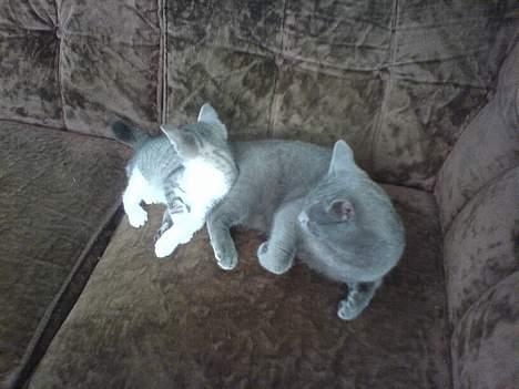 Huskat Freja billede 10