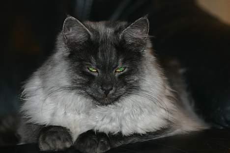 Norsk Skovkat Harley Felis Jubatus billede 10