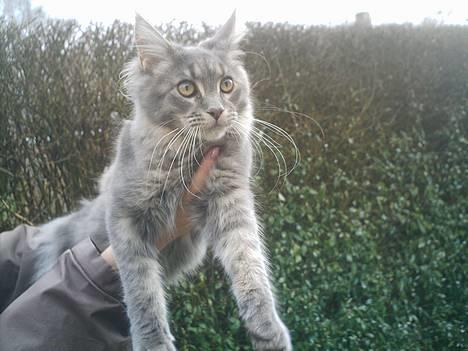 Maine Coon  Wicca shaicoona Caya billede 4