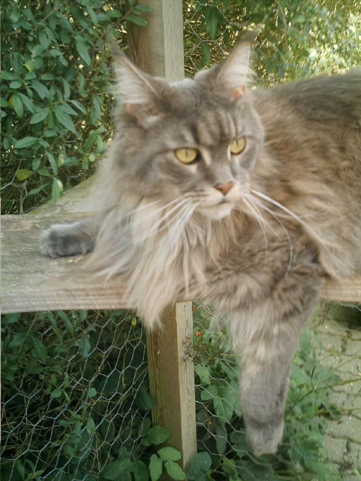 Maine Coon  Wicca shaicoona Caya billede 5