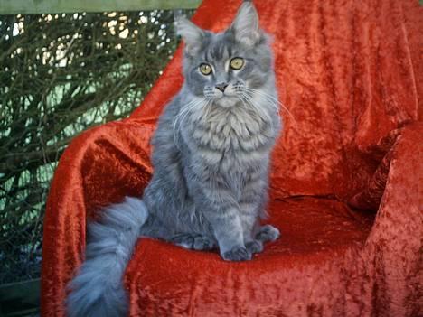 Maine Coon  Wicca shaicoona Caya billede 6
