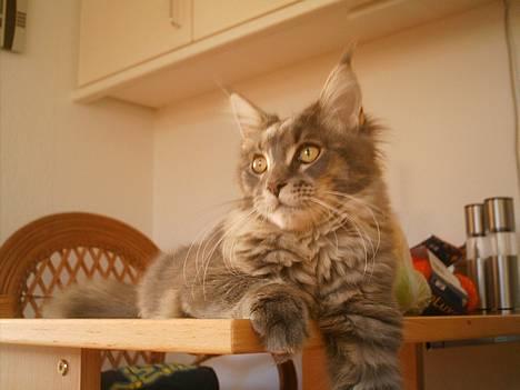 Maine Coon  Wicca shaicoona Caya billede 7