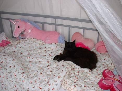 Maine Coon Dark Knight - Ligger lige i Sophias seng og hygger  billede 13