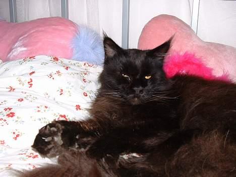 Maine Coon Dark Knight - Ren hygge billede 14