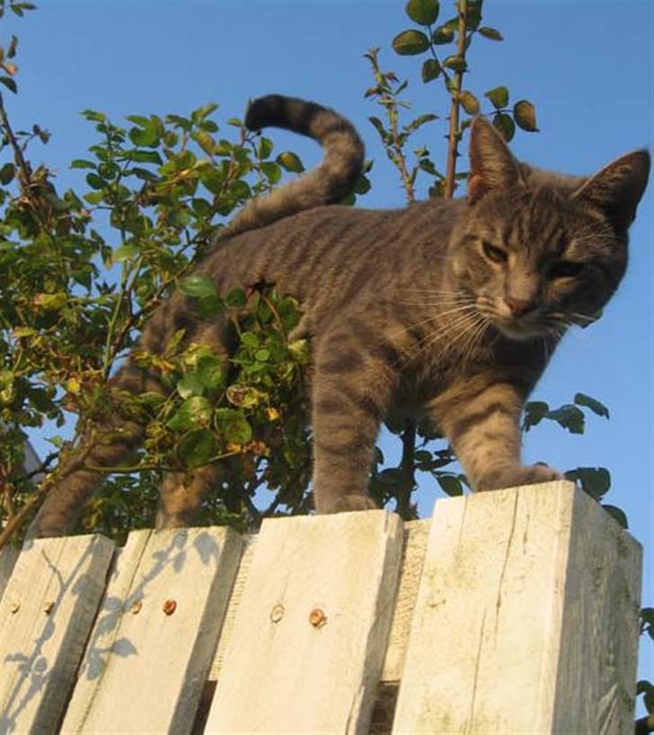 Huskat Malou - Gør sig til for kamaret igen. Tøhø billede 7