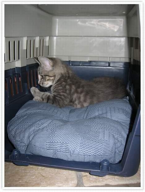 Huskat Malou - Da vi hentede hende gik hun selv ind i boksen. billede 8