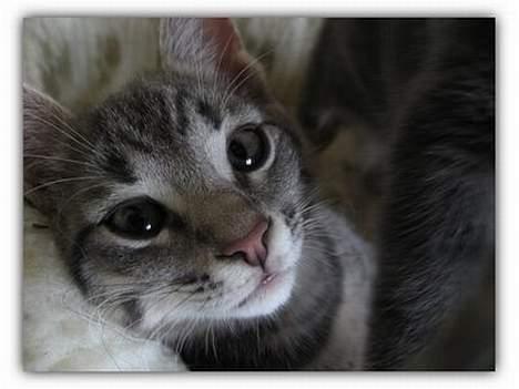 Huskat Malou billede 9