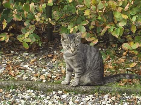 Blanding af racer Lille Mis (missemor) - oktober 2006 billede 1