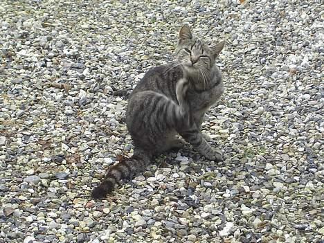 Blanding af racer Lille Mis (missemor) - oktober 2006 billede 2