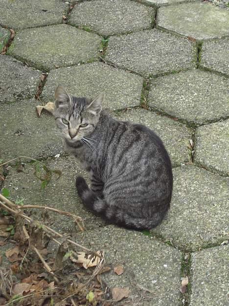 Blanding af racer Lille Mis (missemor) - oktober 2006 billede 3